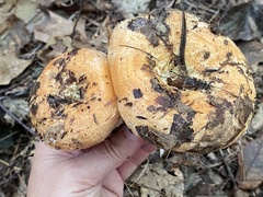 Lactarius torminosus