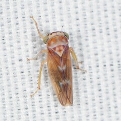 Populicerus