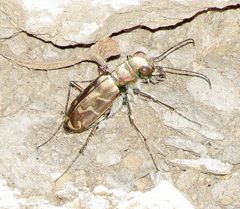 Cicindela tranquebarica