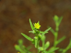 Dittrichia graveolens
