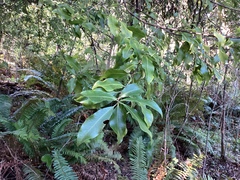 Pittosporum