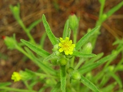 Dittrichia graveolens