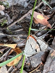 Pseudalmenus chlorinda