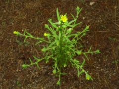 Dittrichia graveolens
