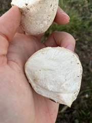 Lycoperdaceae