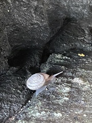 Oreohelix