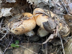 Lactarius torminosus