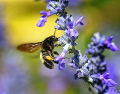 Bombus pensylvanicus