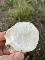 Lycoperdaceae