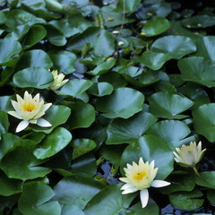 Nymphaea alba alba