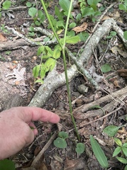 Thaspium trifoliatum