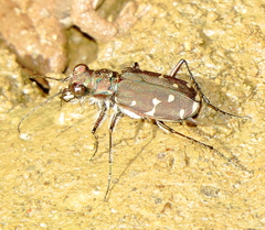 Cicindela duodecimguttata
