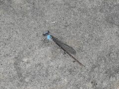 Argia apicalis