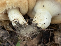 Lactarius torminosus