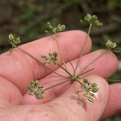 Thaspium trifoliatum