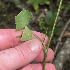 Thaspium trifoliatum
