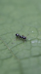 Temnothorax longispinosus