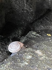 Oreohelix
