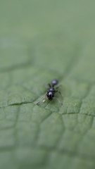 Temnothorax longispinosus