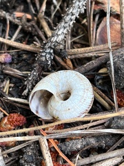 Oreohelix
