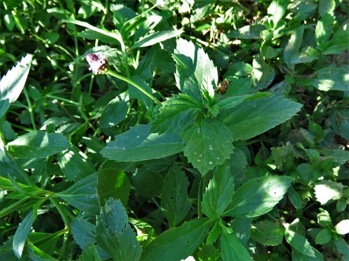 Lanceleaf fogfruit (Phyla lanceolata)