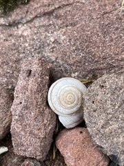 Oreohelix