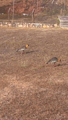 Theristicus caudatus