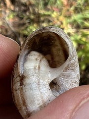 Oreohelix