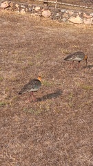 Theristicus caudatus