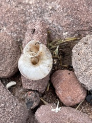 Oreohelix