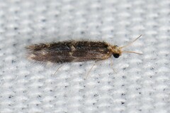 Hydroptilidae