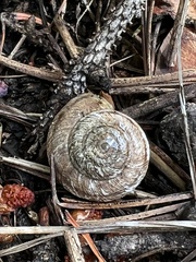 Oreohelix
