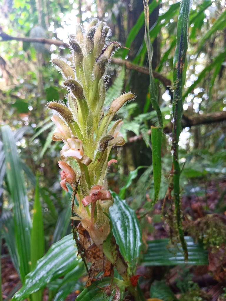 Microchilus claviger