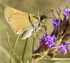 Hesperia leonardus pawnee