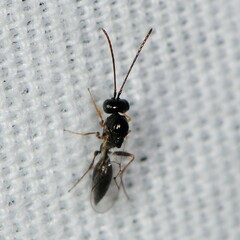 Cynipoidea