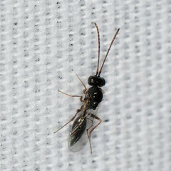 Cynipoidea