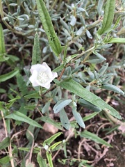 Malvella sagittifolia