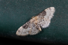 Idaea filicata