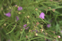 Agalinis tenuifolia