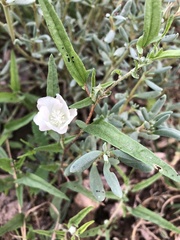 Malvella sagittifolia