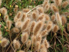 Polypogon monspeliensis