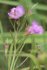 Agalinis tenuifolia