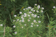 Symphyotrichum firmum