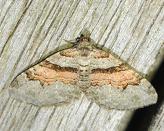 Xanthorhoe labradorensis