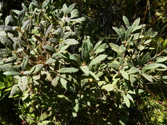 Rhododendron canadense