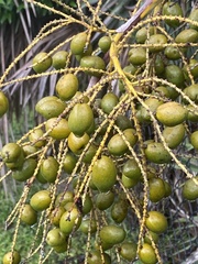 Coryphoideae