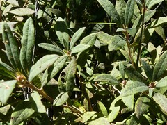 Rhododendron canadense