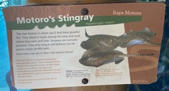 Potamotrygon motoro