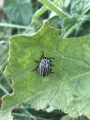 Leptinotarsa undecimlineata