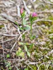 Centaurium erythraea